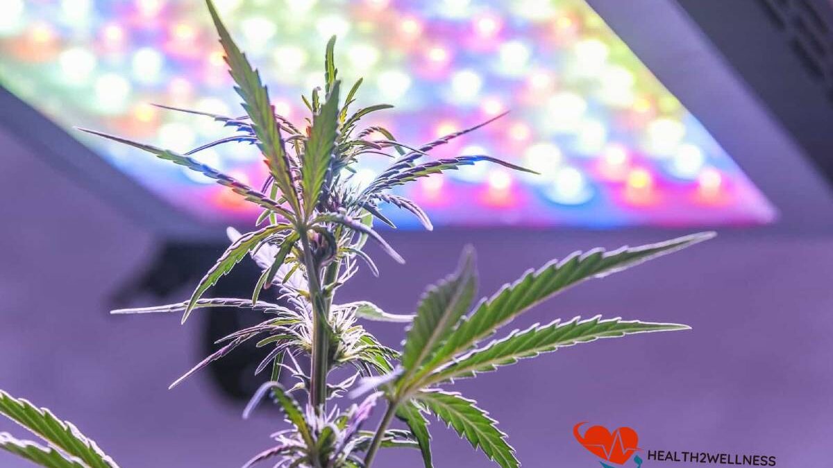 Marijuana Planting: Led light distance from plants is important