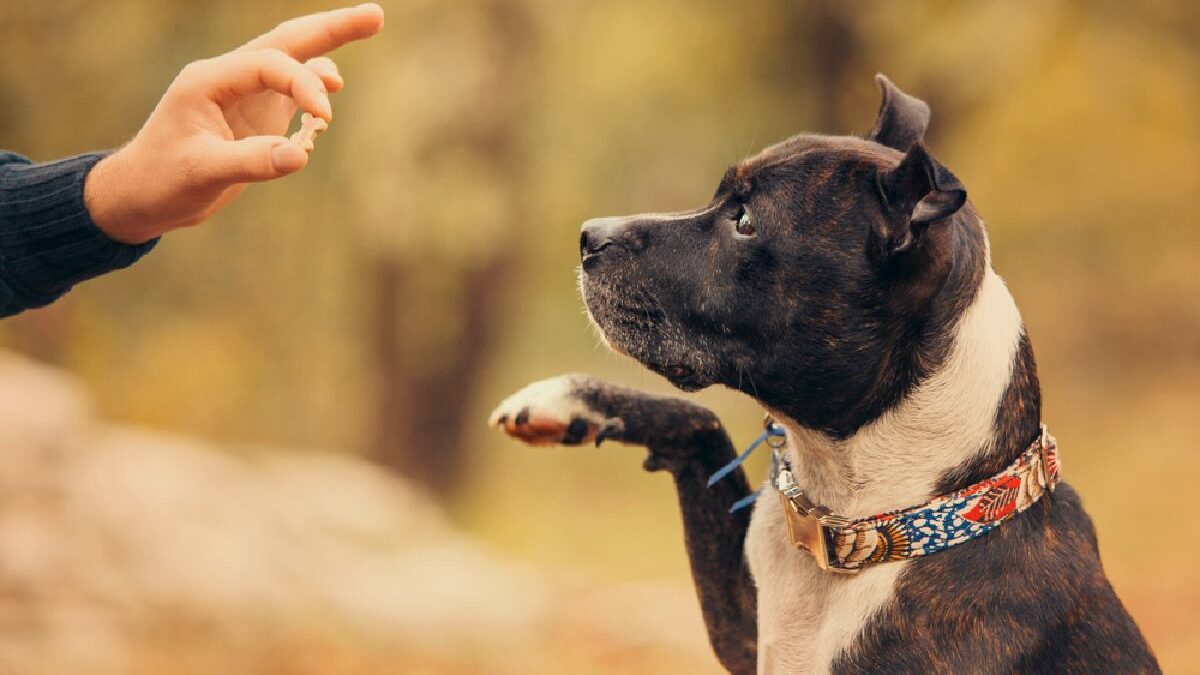 The Best Dog Training Treats at Home